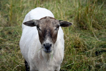 portrait of a sheep
