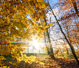 Schönheit des Herbstes, Spätsommer, Indian Summer, wundervolle Farben im Wald, weiches, stimmungsvolles Licht :)