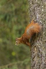 A Cute Squirrel is Looking for the Foods in Lazienki Park