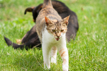 A severe-looking cat with an open mouth and a black dog in the background. Funny view. The cat defends the dog.