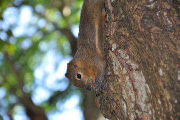 squirrel on tree