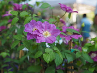 Clematis flowers.
