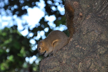 squirrel on tree
