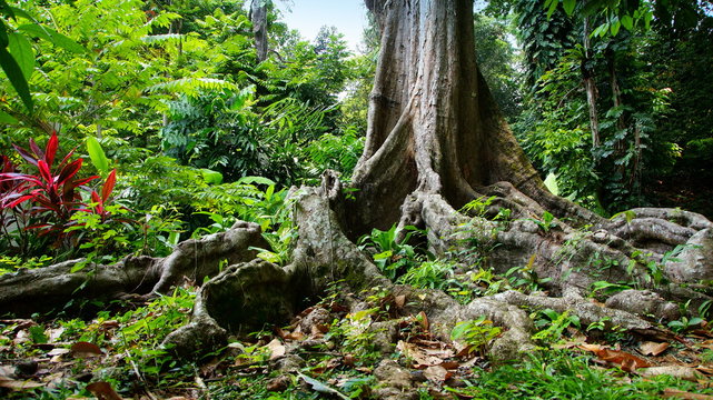 riesiger Baum mit langen Wurzeln im grünem tropischen Regenwald in Java