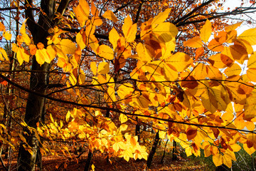 Schönheit des Herbstes, Spätsommer, Indian Summer, wundervolle Farben im Wald, weiches,...