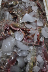 fresh prawns on ice