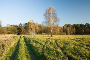 Road through the green meadow to the autumn forest