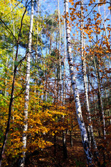 Schönheit des Herbstes, Spätsommer, Indian Summer, wundervolle Farben im Wald, weiches, stimmungsvolles Licht :)