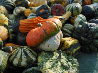Ornamental pumpkins.