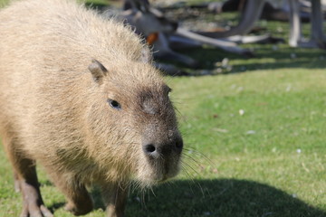 Capybara