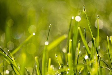 Fototapeta premium Morning grass in sunlight