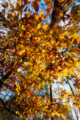 Schönheit des Herbstes, Spätsommer, Indian Summer, wundervolle Farben im Wald, weiches, stimmungsvolles Licht :)
