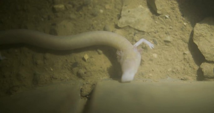 Human fish in a cave