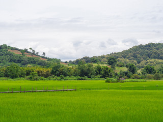 Obraz premium Rice fields, mountains on blue sky and cloudy background.