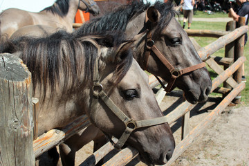 Konik polski (Equus ferus caballus), a Polish primitive semi-feral horse, in Roztocze national park, Poland