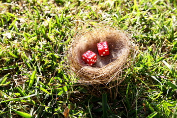 Pair of dice in a bird nest showing both sixes on top