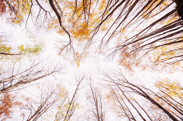 autumn forest view towards sky through colorful foliage