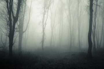 Rolgordijnen dark mysterious forest with trees in fog © andreiuc88