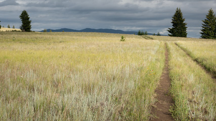 A backcountry road leading over rollings hills and the fragile grassland ecosystem at Junction Sheep Range Provincial Park, BC, Canada.