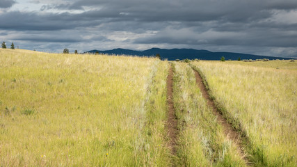 A backcountry road leading through sunshine coloured grasslands at Junction Sheep Range Provincial Park, BC, Canada.