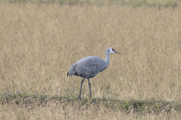 カナダヅル幼鳥