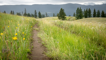 A trail leading through green grasslands in early summer after a long tme of rain. At Junction Sheep Range Provincial Park, BC, Canada.