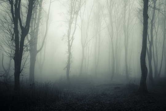 Fototapeta dark mysterious forest with trees in fog