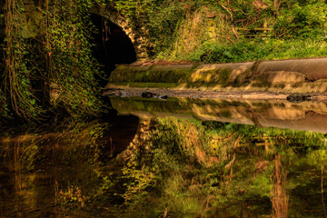 stream in the forest