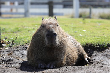 Capybara