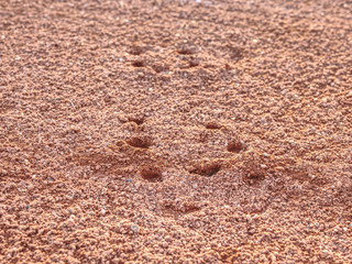 Sport shoe footprint on a tennis clay court. Dry light red surface