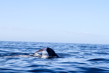 Obraz premium Sperm Whale