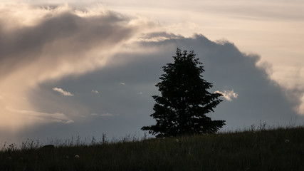 Contour of a douglas fir in bc's grasslands against the dramatic evening sky.