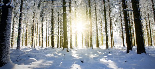 Sunset in winter forest. Winter fir trees in german forest .