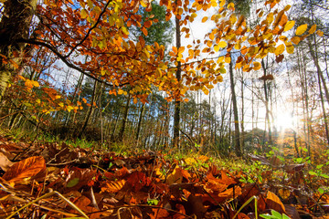 Schönheit des Herbstes, Spätsommer, Indian Summer, wundervolle Farben im Wald, weiches, stimmungsvolles Licht :)