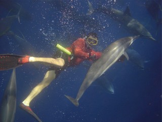 Dolphin Swim
