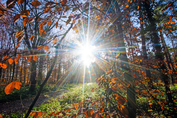 Schönheit des Herbstes, Spätsommer, Indian Summer, wundervolle Farben im Wald, weiches,...