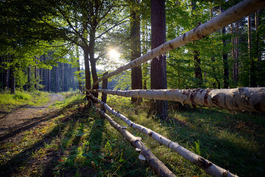 Wooden fence in summer forest
