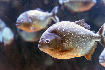 Pirana