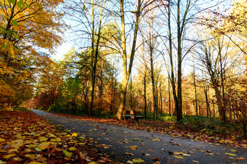 Schönheit des Herbstes, Spätsommer, Indian Summer, wundervolle Farben im Wald, weiches, stimmungsvolles Licht :)
