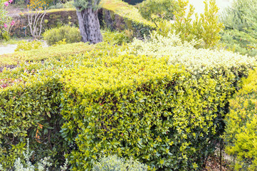 Bush of green leaves in a peaceful Mediterranean garden