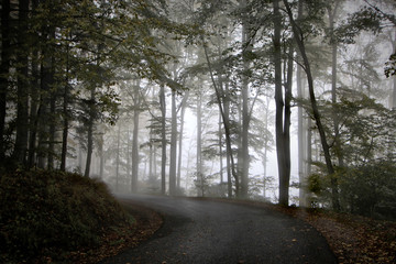 Fototapeta premium Autumn Bend