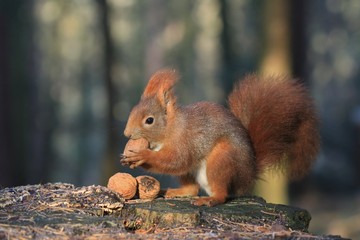 Art view on wild nature. Cute red squirrel with long pointed ears in autumn scene . Wildlife in November forest. Squirrel sitting on the stump with a nut. Sciurus vulgaris