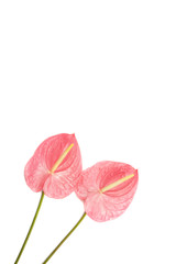 Two tropical flowers isolated