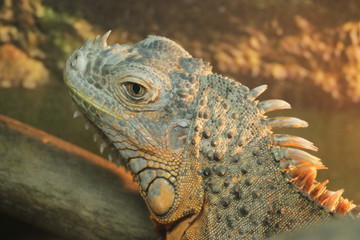 Lizard green