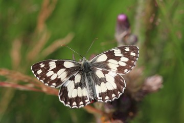 Butterfly Marbled white sitting on the blade with . A butterfly with an unmistakable design forming a black cross-linkage on a white, checkered, black and white background. Melanargia galathea