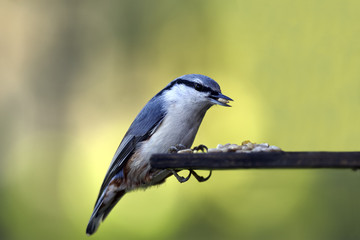 Nuthatch