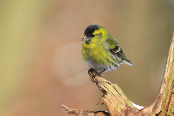 Eurasian siskin sitting on the branch. Carduelis spinus. song bird in the nature habitat. wildlife scene from nature.
