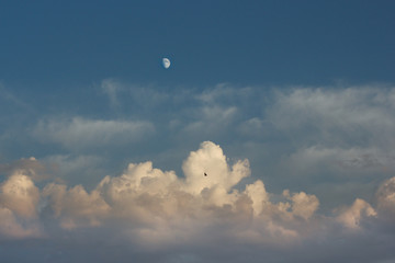 Blue sky with clouds, moon and a bird