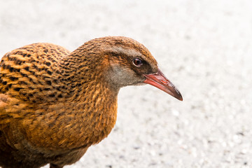 Weka