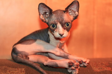 Canadian sphynx kitten